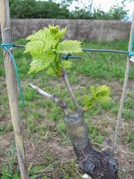 Image result for graft grape vines