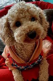 sahibine bagli minik poodle pelus yavru kopek