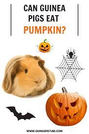 Pin On Guinea Pig Food And Diet