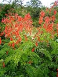 Image result for Hippocratea buchananii