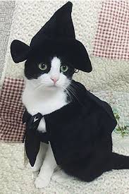 Double Tap This Photo To Join Collin S Cat Palace A Everything Cat Group On Facebook The Fun Awaits Pet Halloween Costumes Cat Halloween Costume Pet Costumes
