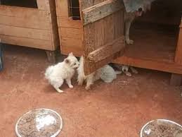 Rapper khaligraph jones occasionally reminds people of his lyrical ability to bring change in society. Kayole Gaza Gang Facebook