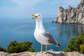 Image result for Oldenlandia affinis