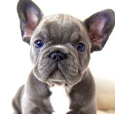 Animalssale found 1270 french bulldog puppies for sale in usa, which meet your criteria. We Love Our Bulldogs