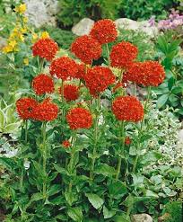 Image result for Lychnis chalcedonica `Dusky Salmon`