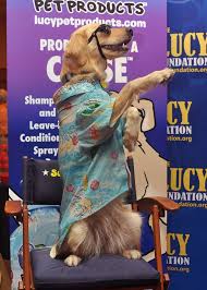 Now she is the spokesdog for the lucy pet foundation, chief product coordinator for lucy pet products and an ambassador for shelter pets everywhere! 10 Things I Loved About Blogpaws 2016 The Broke Dog Presents For Dog Lovers Dogs Diy Projects Dog Giveaways