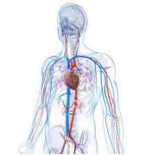 Arteries that carry blood away from the heart, branching into smaller arterioles throughout the body and eventually forming the capillary network. What Is A Vein Definition Types And Illustration