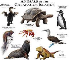 Animals in galapagos islands galapaguide is a travel and tourism guide of the galapagos islands. Animals Of The Galapagos Islands Poster Print Etsy In 2021 Galapagos Islands Animals Animals Galapagos Tortoise