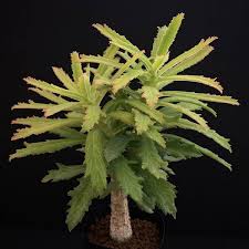 Image result for Monadenium torrei