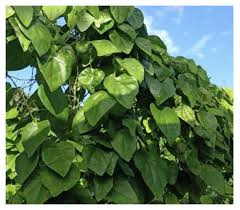 Image result for Cissampelos