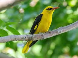 Black Birds In Pakistan Indian Golden Oriole Oriolus Kundoo By Imran Shah In Pakistan