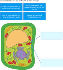 Check spelling or type a new query. Ixl Plant Cell Diagrams Label Parts 7th Grade Science
