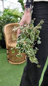 Image result for Ficus pumila