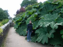 7) lock your dead bolts. Best Protective Garden Plants To Grow To Deter Thieves From Your Home Dengarden
