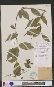 Image result for Rinorea angustifolia