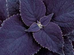 Image result for Coleus scutellarioides