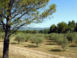 A8 32 Rousset Trets Aoc Huile D Olive D Aix En Provence Sortie Huile D Olive Autoroute