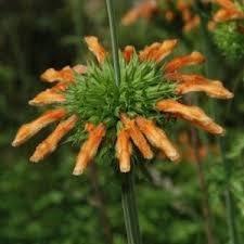 Image result for Leptactina delagoensis