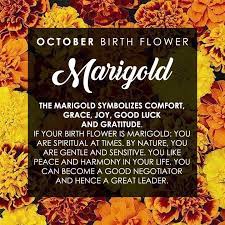 October Birth Month Flower Marigold Comfort Grace Joy Goodluck Gratitude Somethingnewflorist October Birth Flowers Birth Flowers Flower Quotes