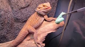 How To Feed A Bearded Dragon 11 Steps With Pictures Wikihow