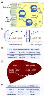 Check if crbp has a buy or sell evaluation. Cellular Retinoid Binding Proteins Crbp Crabp Fabp5 Effects On Retinoid Metabolism Function And Related Diseases Sciencedirect