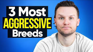 Pros and Cons of Owning a Great Dane