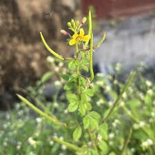 Image result for Cleomaceae