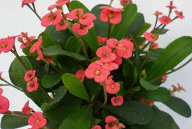 Image result for Euphorbia zambesiana