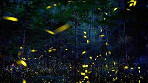 Jun 05, 2021 · his performance led to an emmy award nomination when he was just 16 years old. Firefly Lottery Vaccine Exemptions News From Around Our 50 States