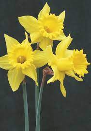 King Alfred Daffodil 1899 Oldhousegardens Com Daffodil Bulbs Spring Flowering Bulbs Daffodil Flower