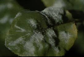 daisy plant DISEASES à®•à¯à®•à®¾à®© à®ªà®Ÿ à®®à¯à®Ÿà®¿à®µà¯