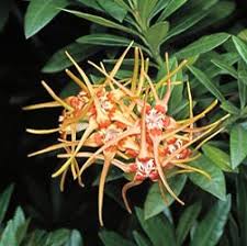 Image result for Strophanthus nicholsonii