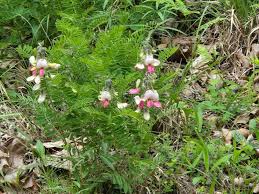 Image result for Droguetia iners