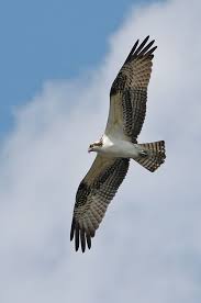 Bird With Wings Spread Images Osprey Photography Birds Of Prey Osprey Bird Life List