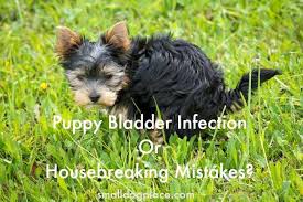 Urine that has a very strong odor to it can also be a sign that your dog has an infection. Puppy Bladder Infection Or Pottying Mistake