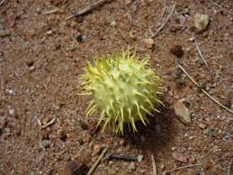 Image result for Cucumis zeyheri