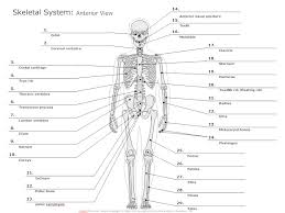 Learn more about the composition, form, and physical adaptations of the human body. Skeletal System Diagram Types Of Skeletal System Diagrams Examples More