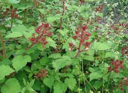 It is delicious eaten fresh. Datei Wild Red Raspberry Plants Not Yet Mature In Nj Jpg Wikipedia