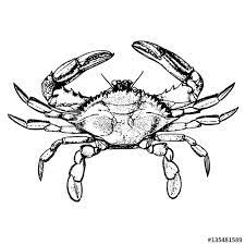 How to draw a realistic crab step by step (very easy)i use three brands colors1.titi oil pastels2.doms color pencils3.diamond color pencilsplease like share. Sketch A Realistic Crab Stock Vector Adobe Stock