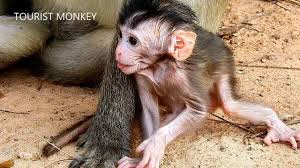 Baby monkey bath time | abu's nighttime routine please supscribe for more videos thank you so much! Sad Baby Monkey Youtube Peepsburgh