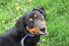 Image result for sedmihradský honič