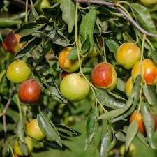 Jujube fruits are best eaten after they've turned red, but before they wrinkle. Growing Jujube Trees And How To Use The Fruit In 2020 Jujube Tree Honey Jar Natural Detoxifiers