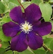 We did not find results for: Clematis Ix Mike S Garden Top 5 Plants