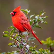 William Russell On Instagram Bird In The Bush Bird Birds Birdsofinstagram Red Cardinal Cardinals Spring Springishere In 2020 Bird Instagram Spring Is Here