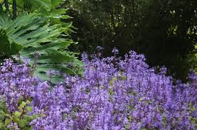 Geissorhiza is a large genus, 84 species, of small to medium corm bearing plants in the iridaceae family found in the winter rainfall region of the south and west coasts of southern africa. Our Favourite Shade Plants For Your Garden Contours Landscapes