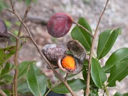 Image result for Copaifera