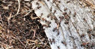epingle sur jardin insecticides pesticides naturels