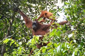 Orangutan foundation international, los angeles, california. Orangutan Mothers Tell Infants Where To Go By Scratching Themselves New Scientist