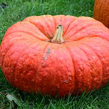 Image result for Cucurbita maxima