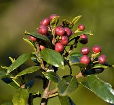 Image result for Dasylepis eggelingii